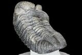 Drotops Trilobite With White Patina - Great Eyes! #146602-4